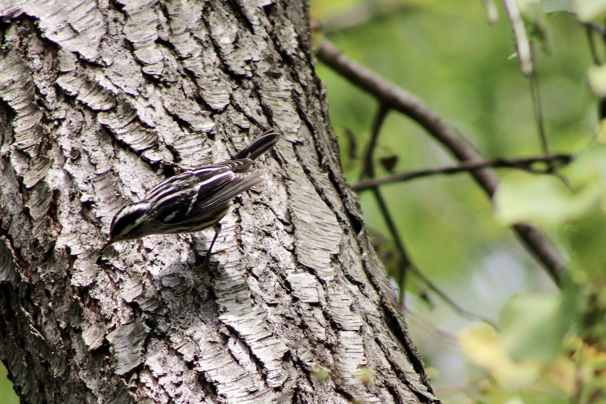 Black-and-white Warbler - ML609132072