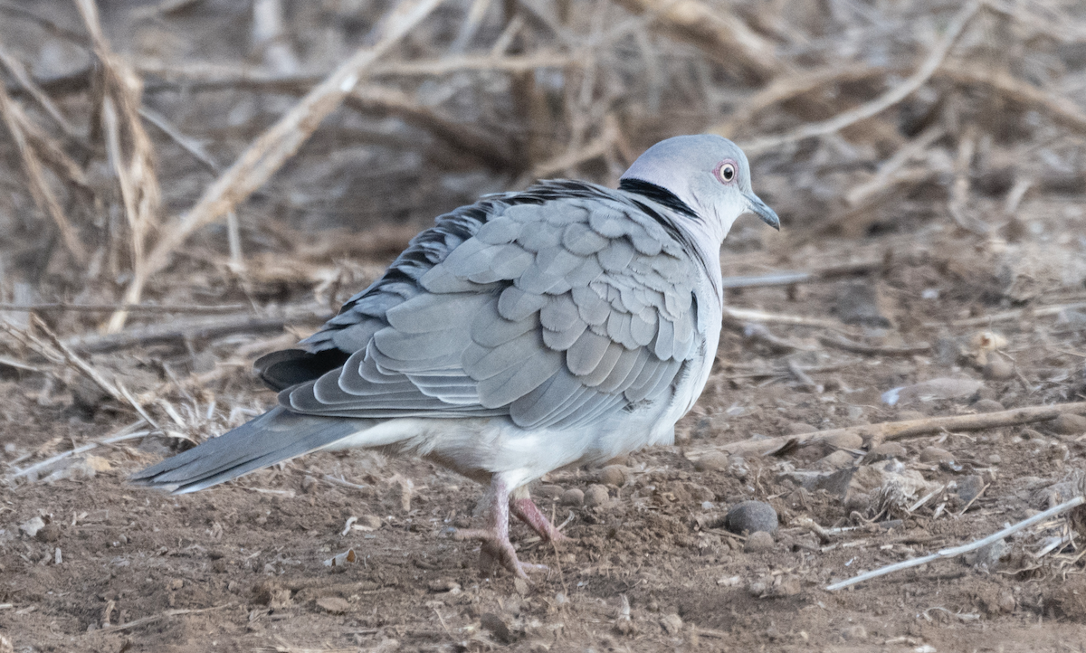 Mourning Collared-Dove - ML609132195