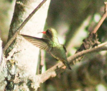 Gilded Hummingbird - ML609132198