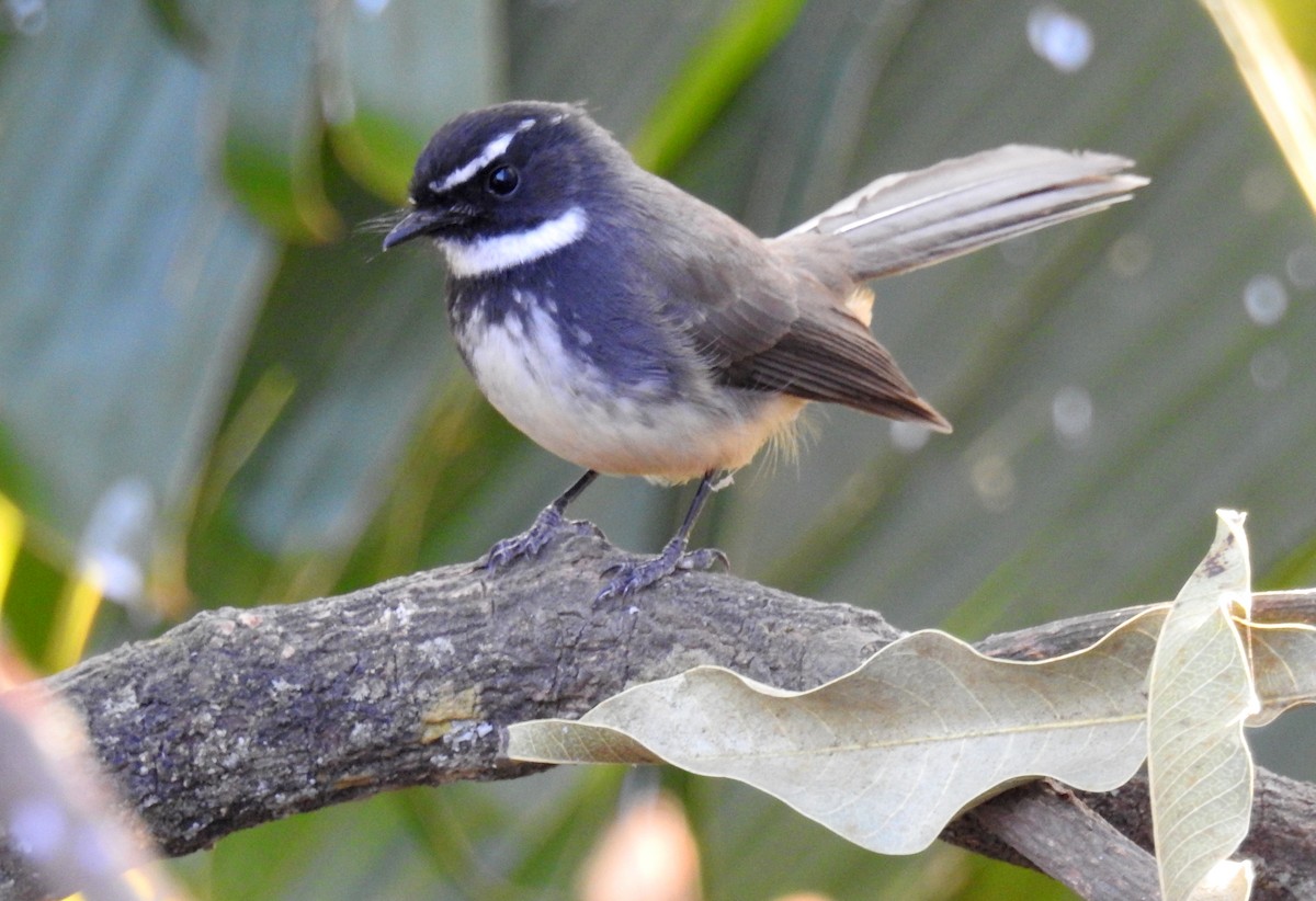 Spot-breasted Fantail - ML609133193