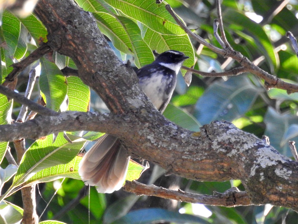 Spot-breasted Fantail - ML609133198