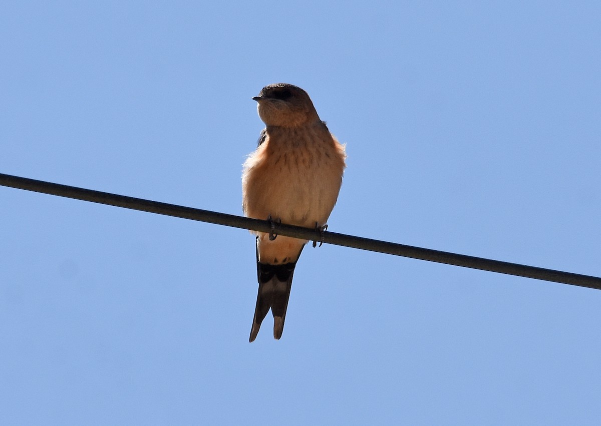 Red-rumped Swallow - ML609133414
