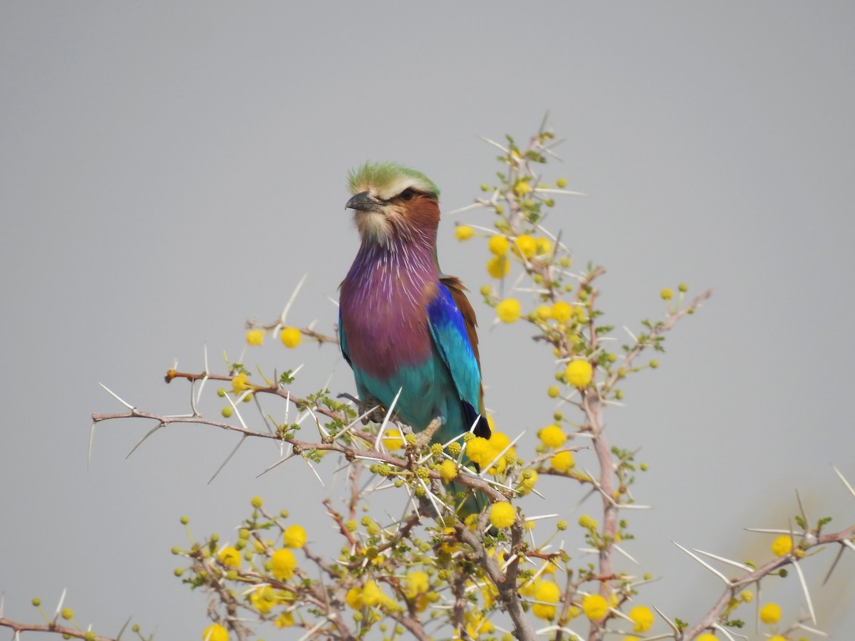 Lilac-breasted Roller - ML609133681