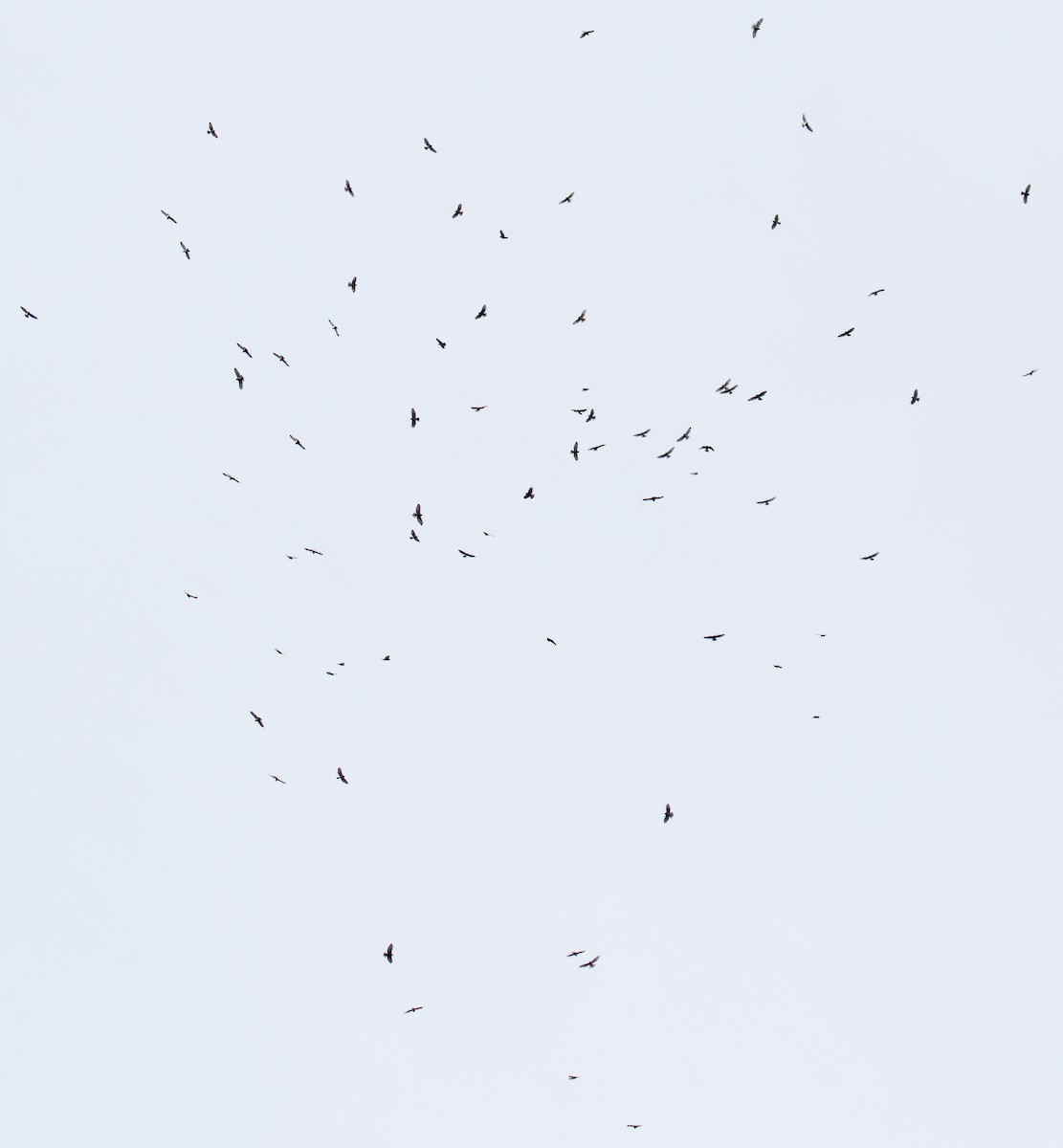 Broad-winged Hawk - ML609133770