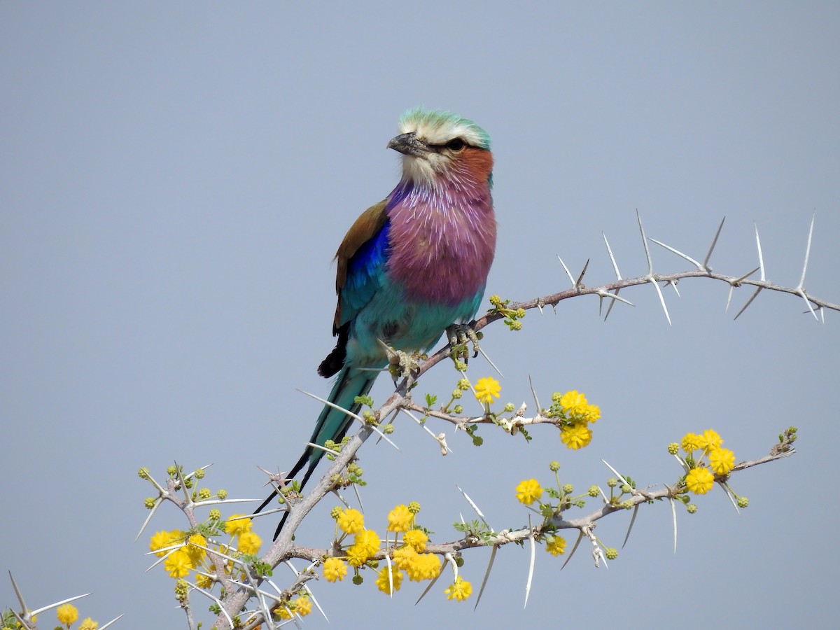 Lilac-breasted Roller - ML609133799