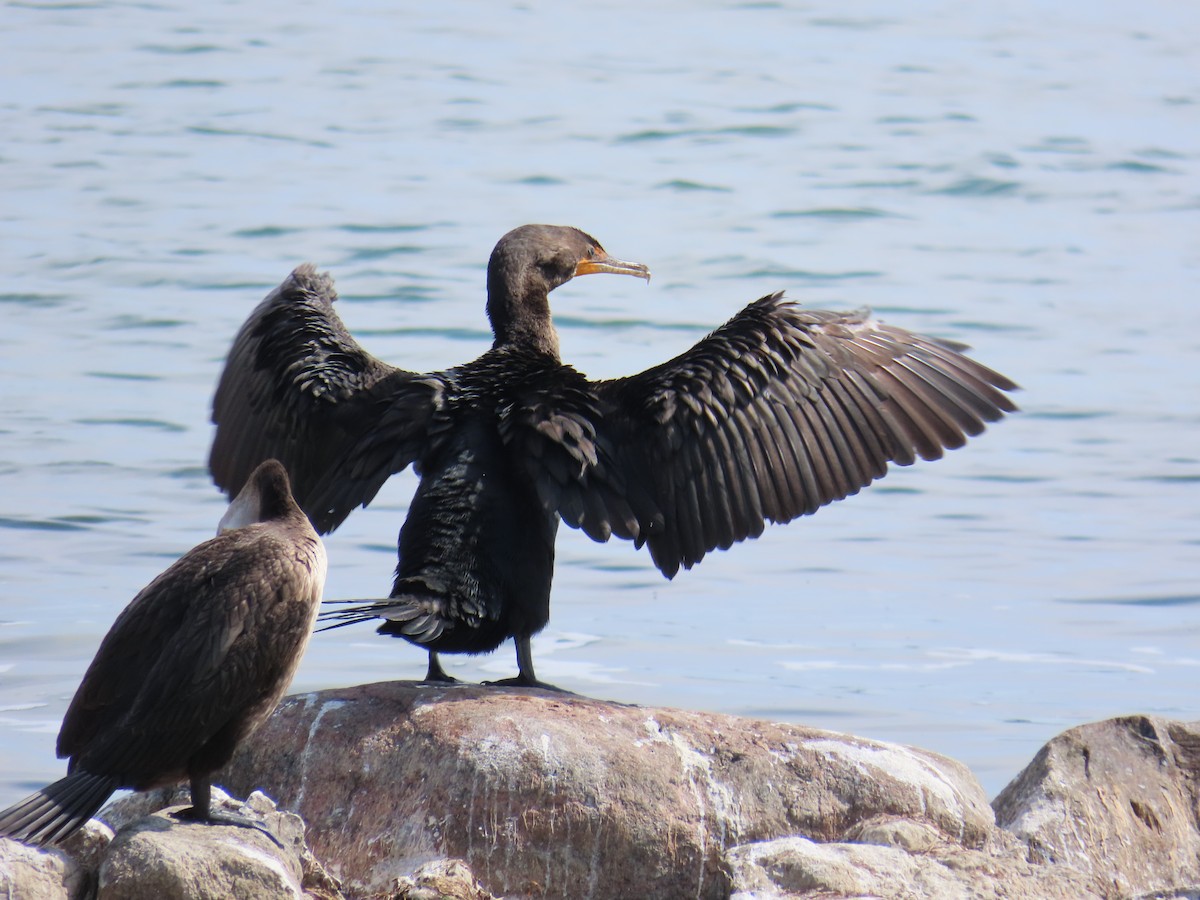 Double-crested Cormorant - Mayte Torres