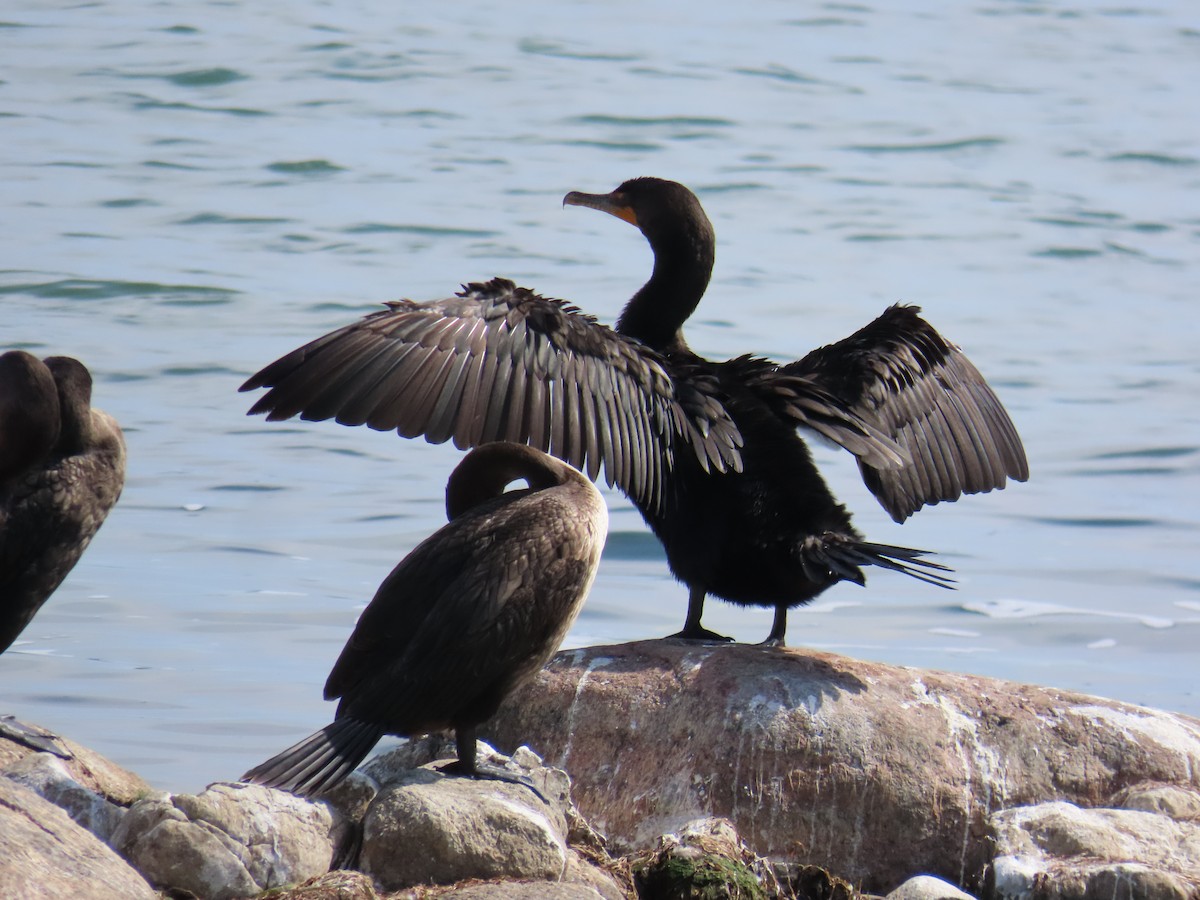Double-crested Cormorant - Mayte Torres
