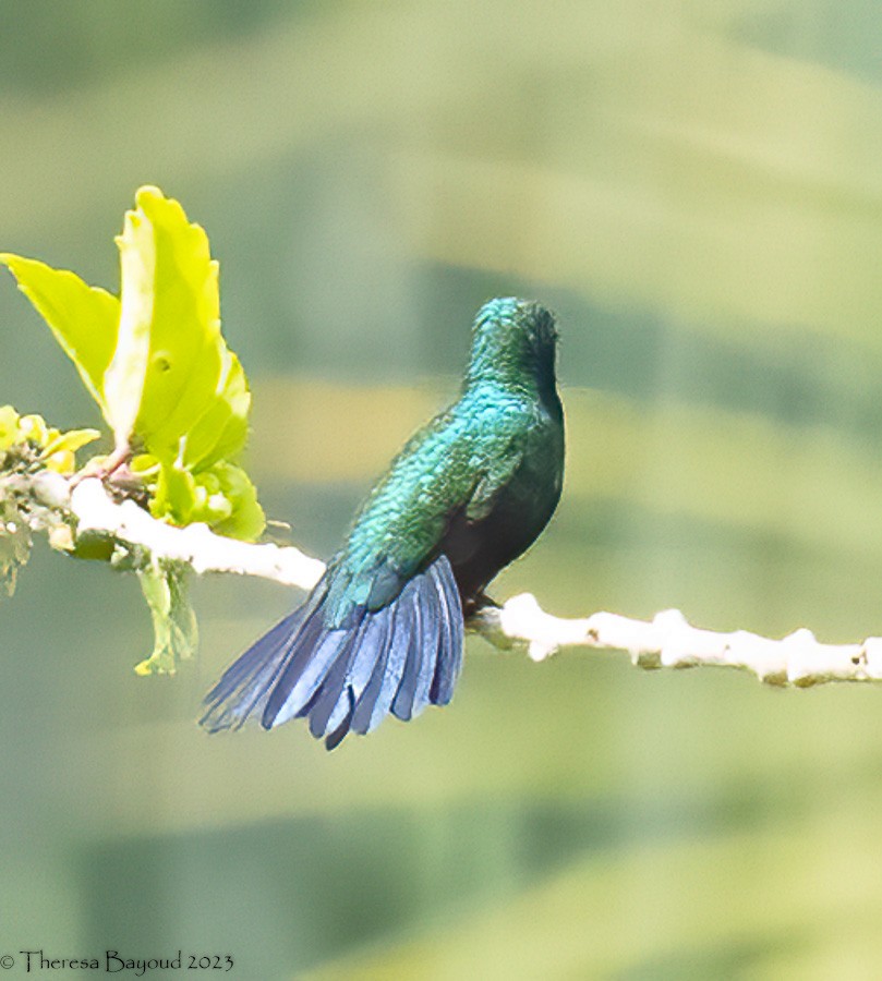 Blue-tailed Emerald - ML609134603
