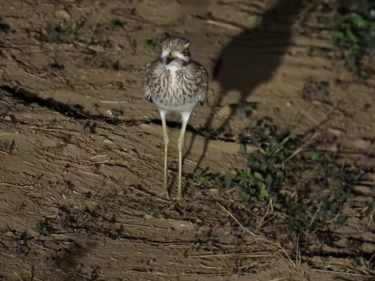 Indian Thick-knee - ML609134631