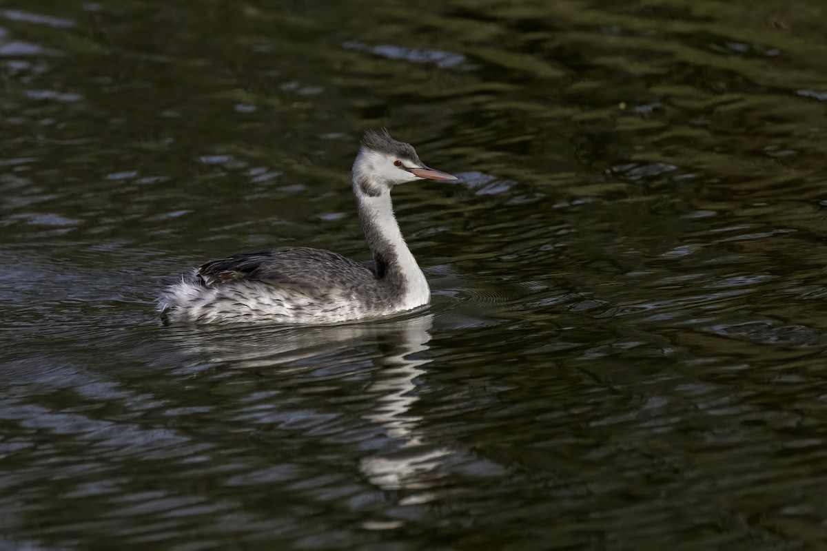 Great Crested Grebe - ML609134914