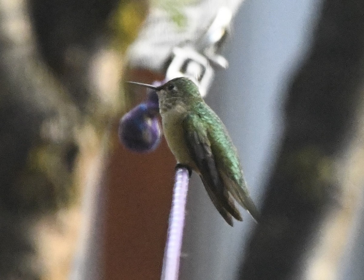 Broad-tailed Hummingbird - ML609135180