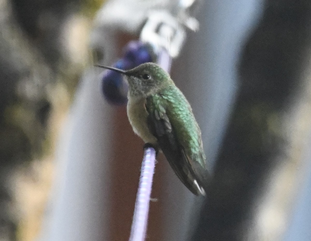 Broad-tailed Hummingbird - ML609135184