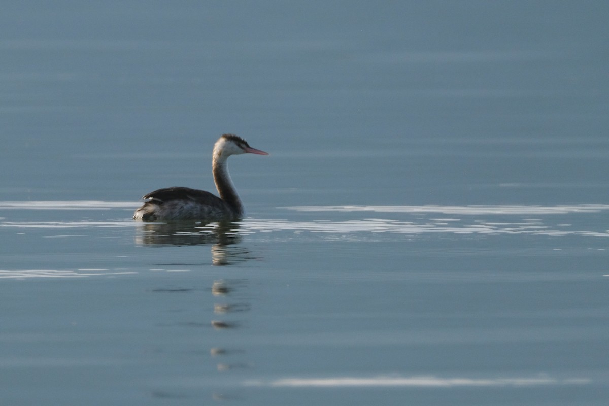 Great Crested Grebe - ML609135729