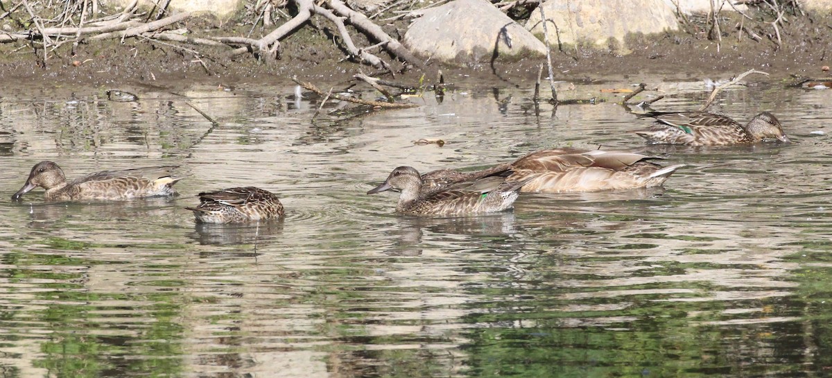 Green-winged Teal - ML609135773