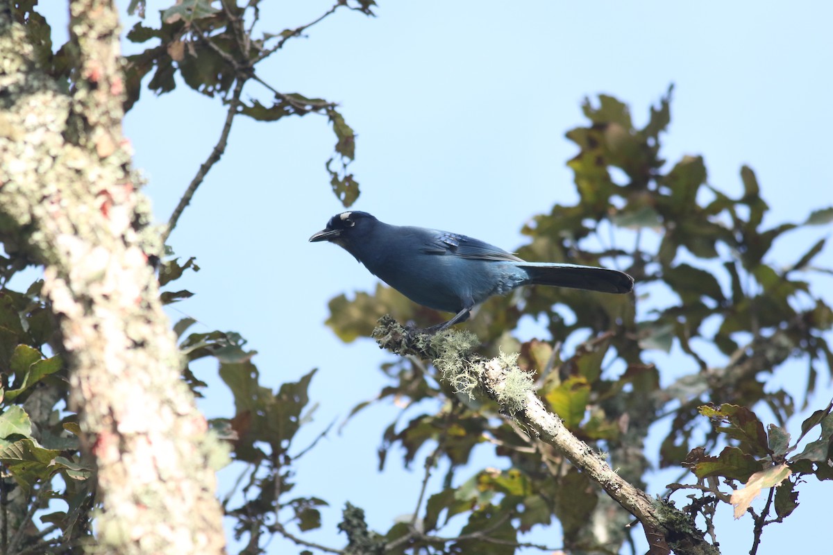 Steller's Jay (Middle American) - ML60913591