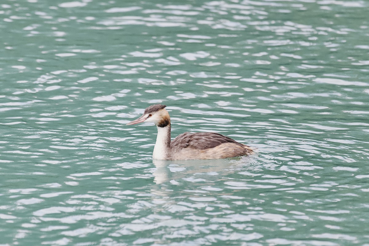 Great Crested Grebe - ML609136109