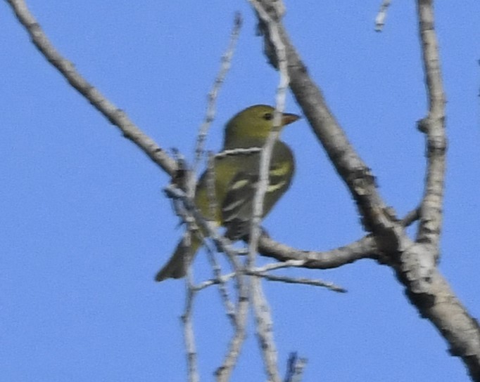 Western Tanager - ML609136208
