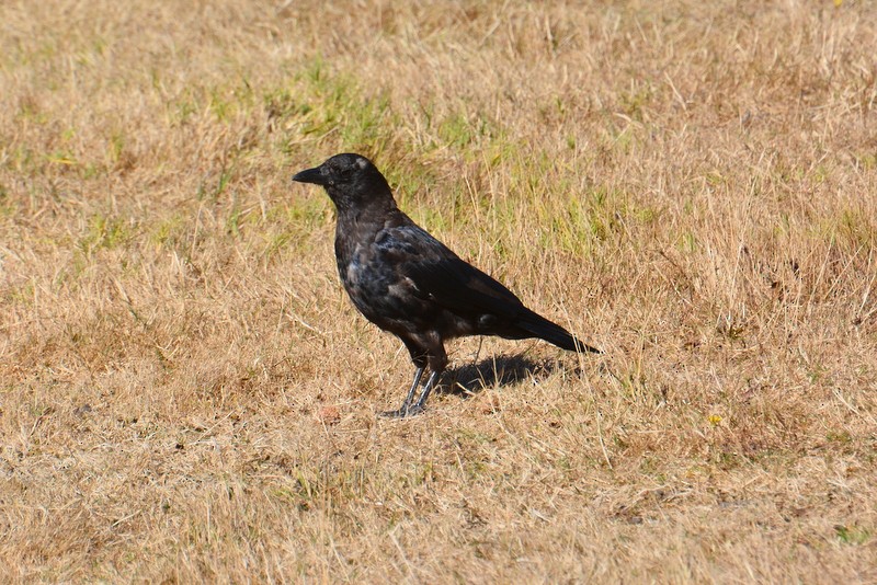 American Crow - ML609136527