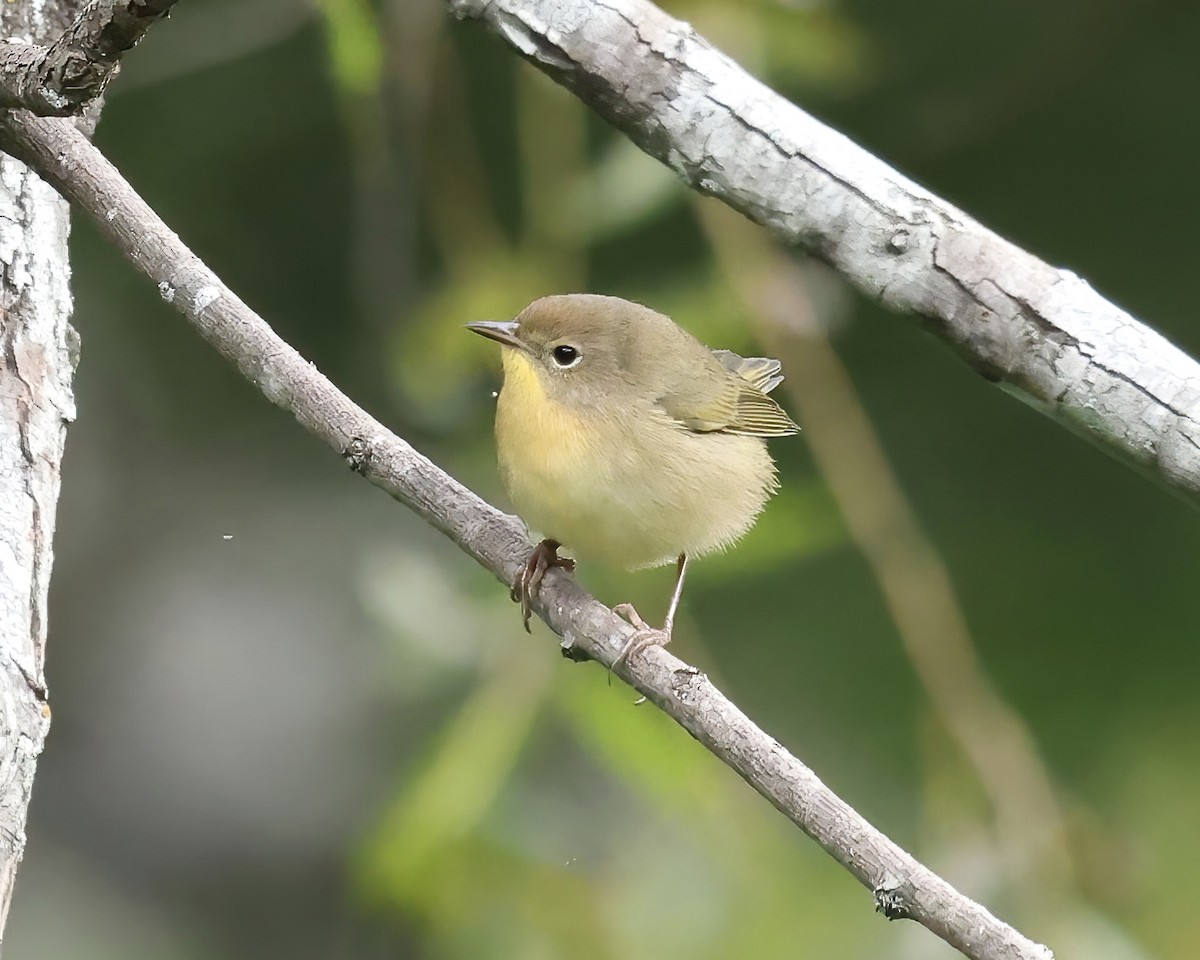Common Yellowthroat - ML609136882