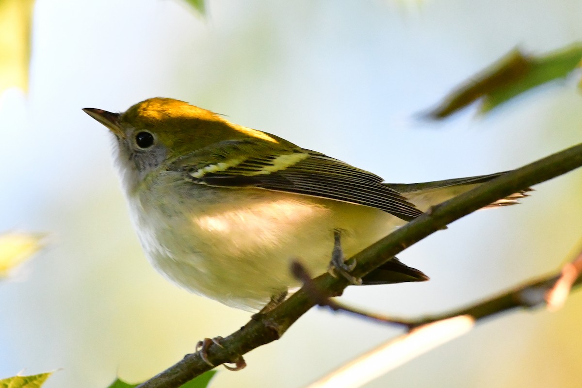 Chestnut-sided Warbler - ML609136895