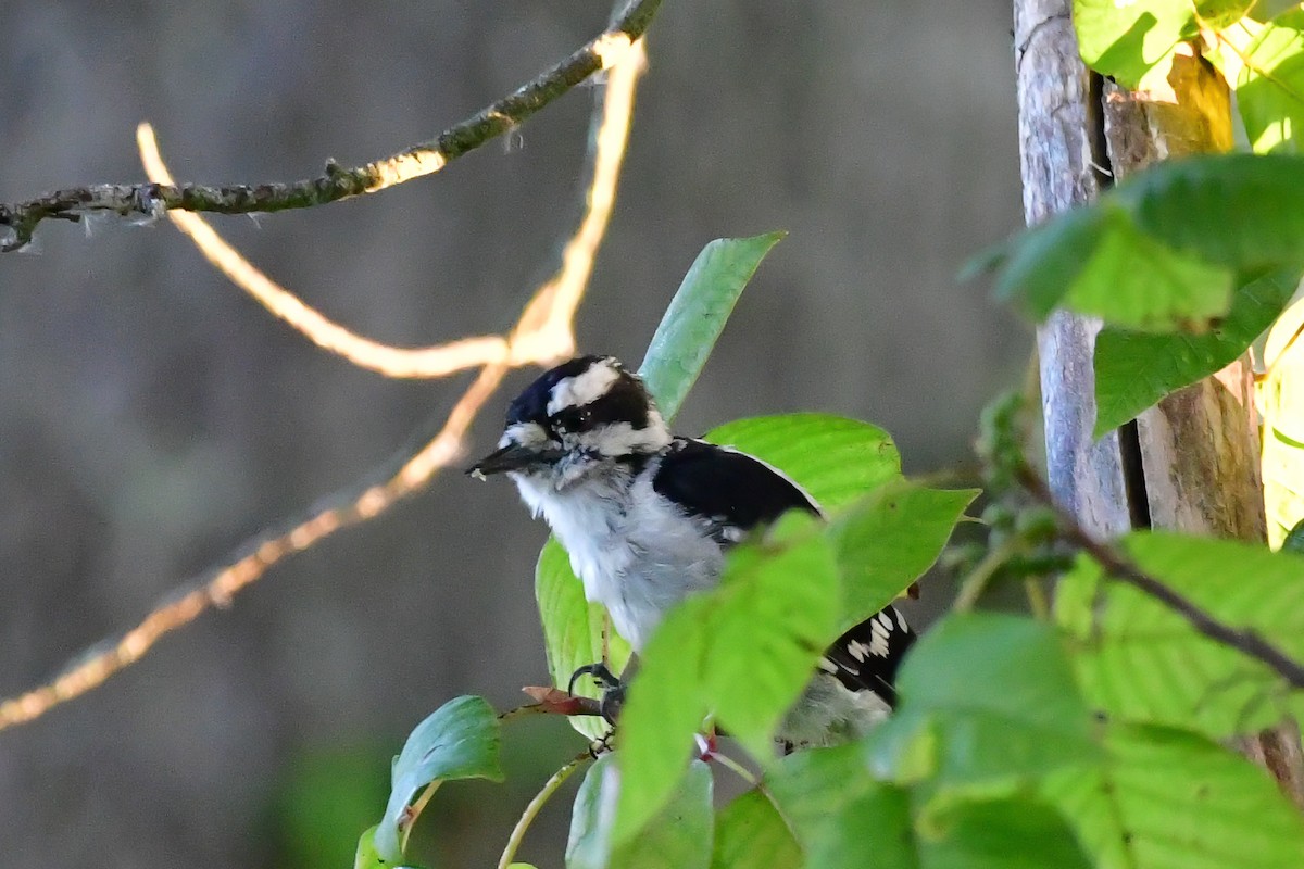 Downy Woodpecker - ML609136911