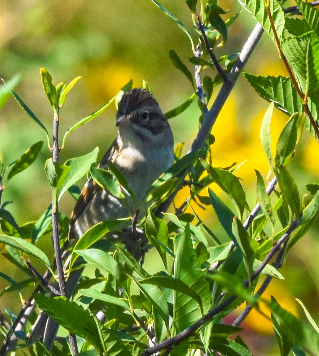 Clay-colored Sparrow - ML609137030
