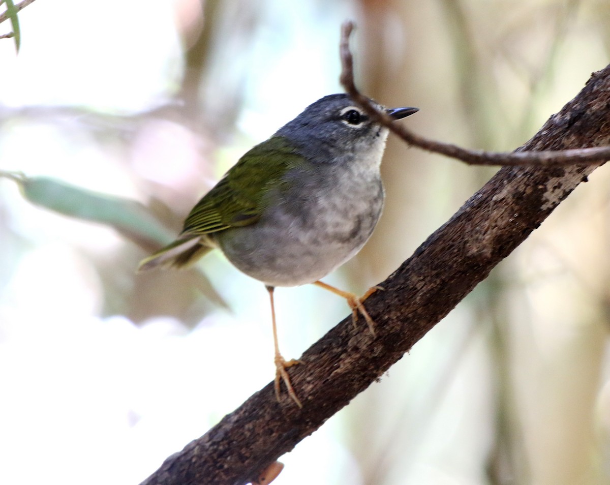 White-browed Warbler - Feliciano Lumini