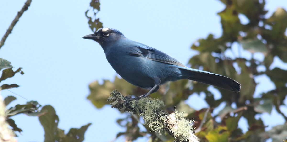 Steller's Jay (Middle American) - ML60913751