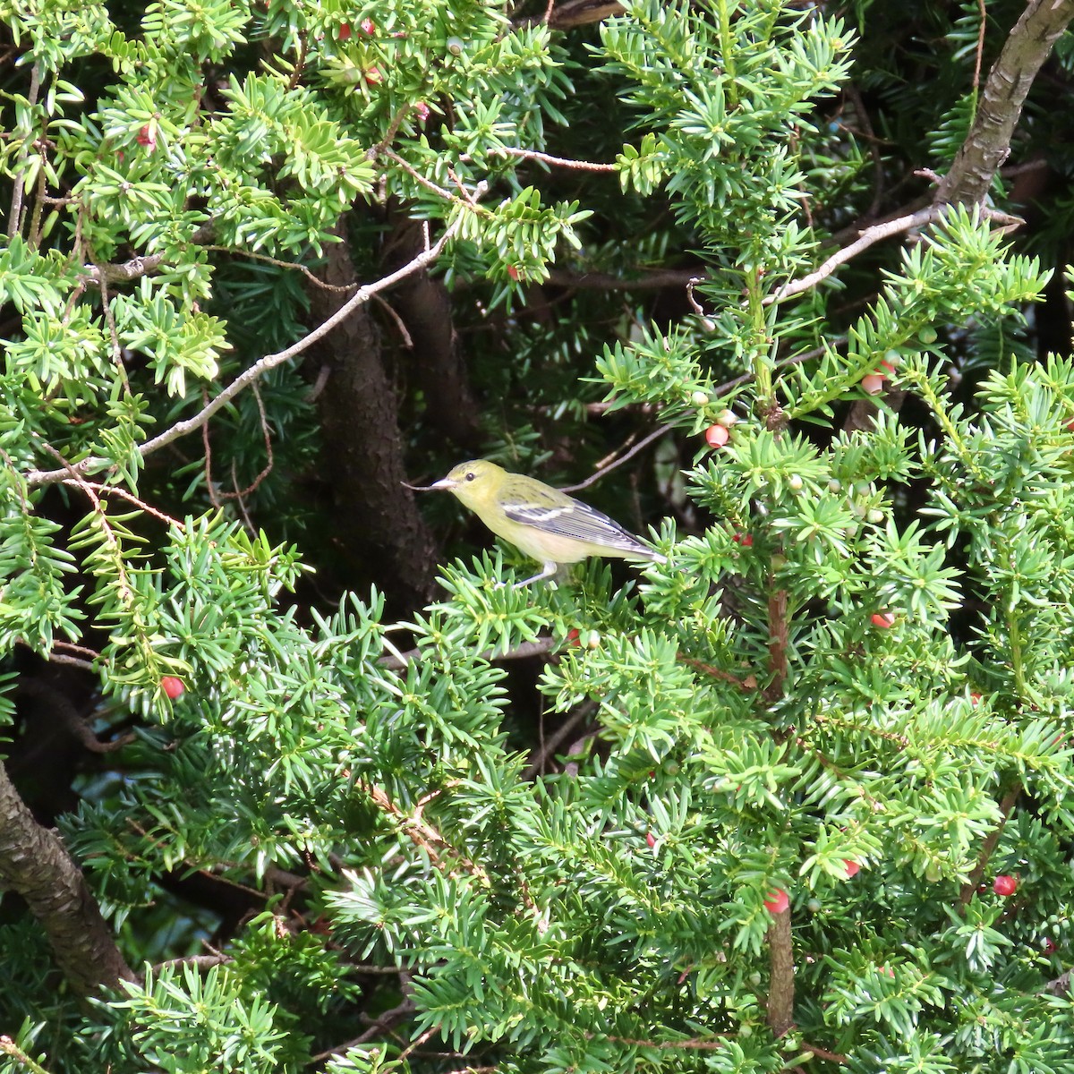 Bay-breasted Warbler - ML609137522