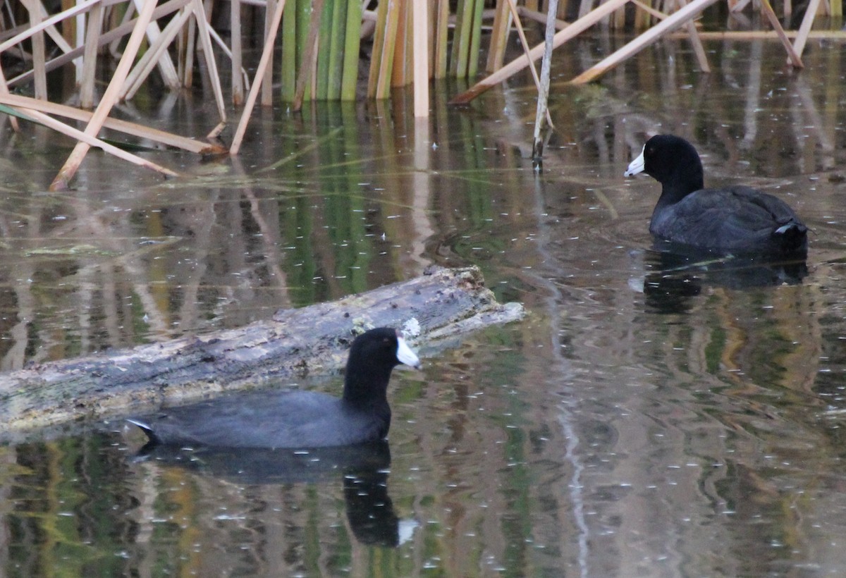 American Coot (Red-shielded) - ML609137623