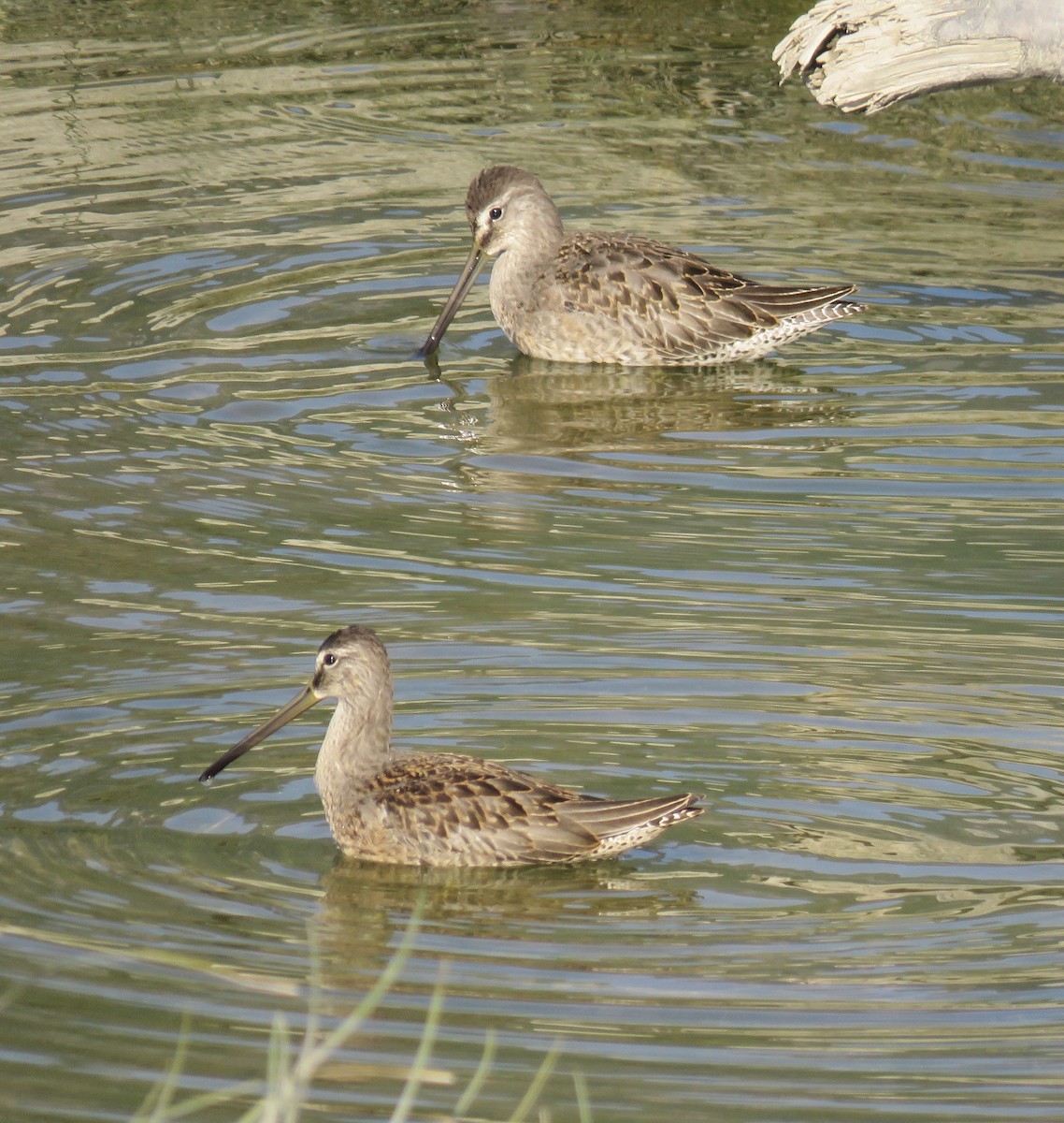 Long-billed Dowitcher - ML609137731