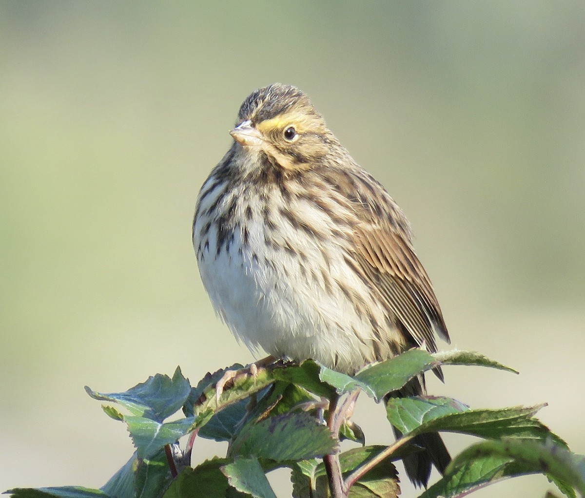 Savannah Sparrow - ML609137751