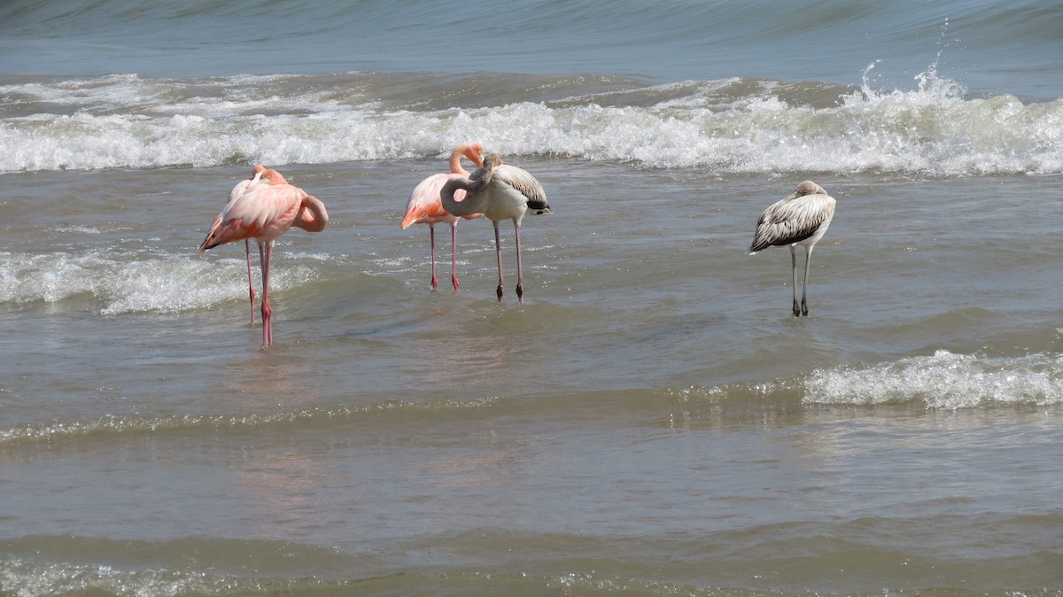 Amerika Flamingosu - ML609138085