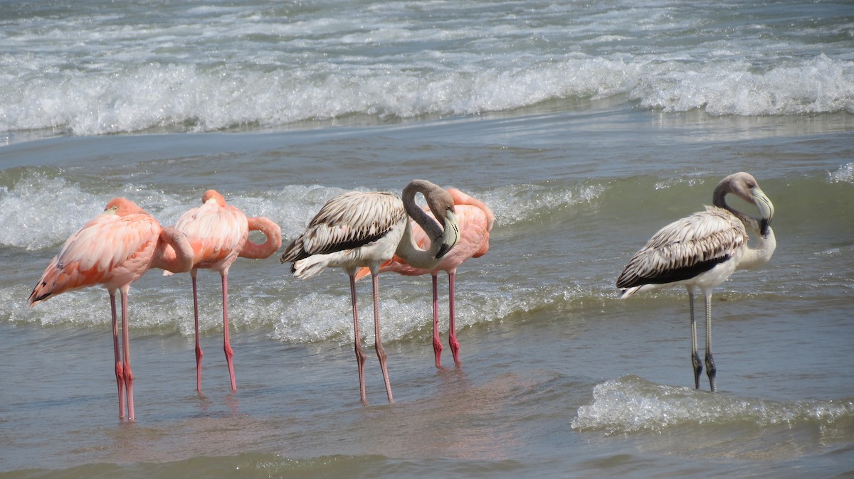 Amerika Flamingosu - ML609138086