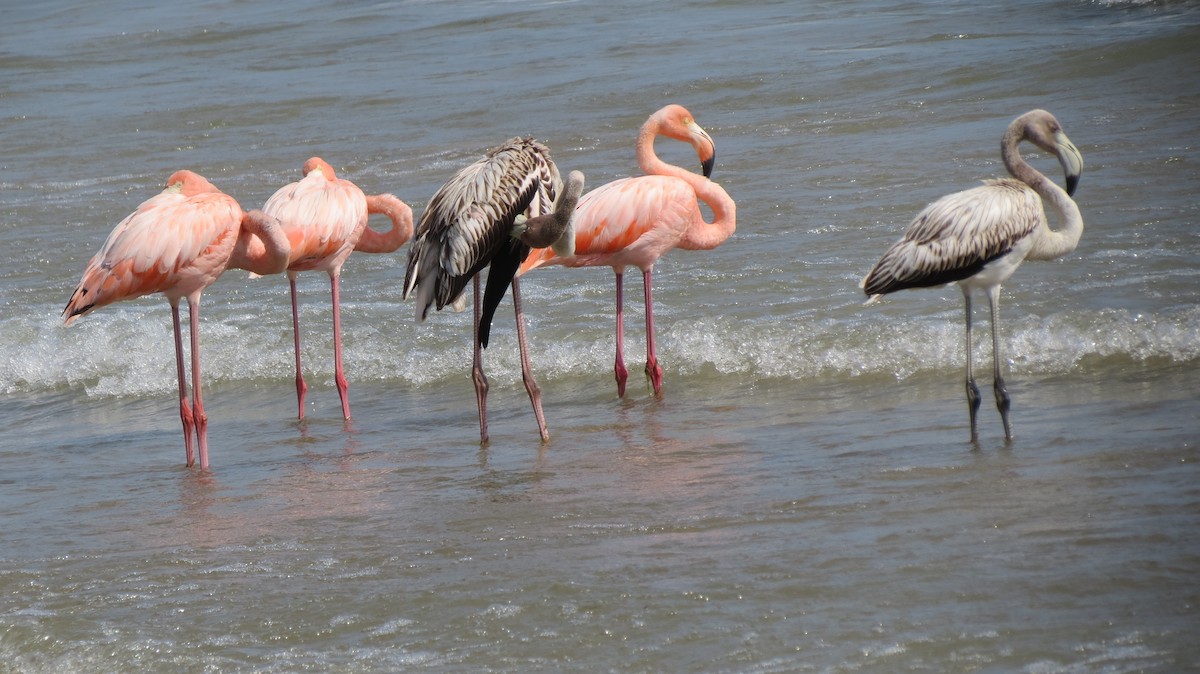 Amerika Flamingosu - ML609138087
