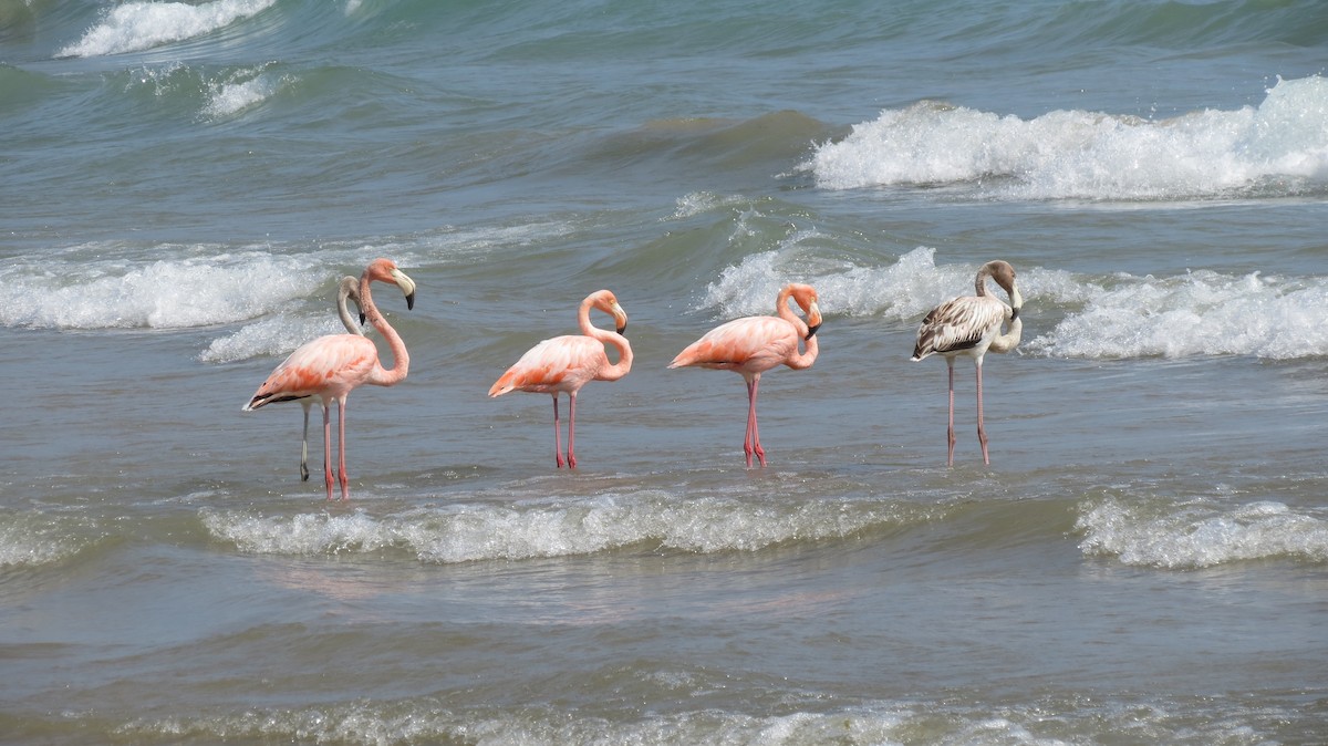 Amerika Flamingosu - ML609138094
