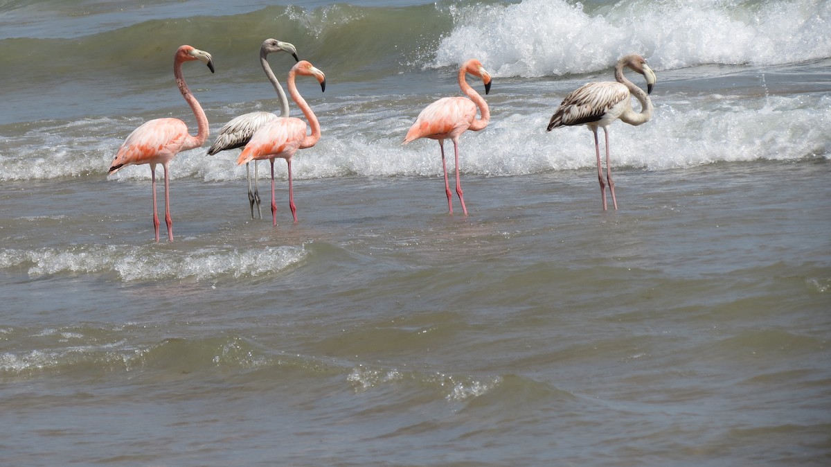 Amerika Flamingosu - ML609138096