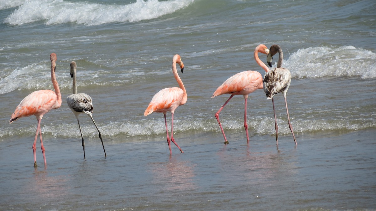 Amerika Flamingosu - ML609138100