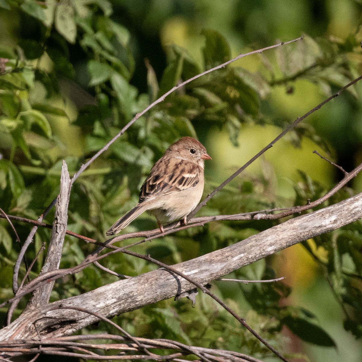 Field Sparrow - ML609138157