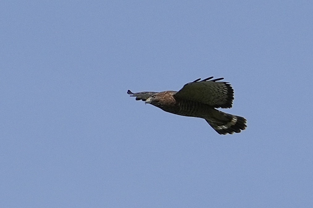 Broad-winged Hawk - ML609138184