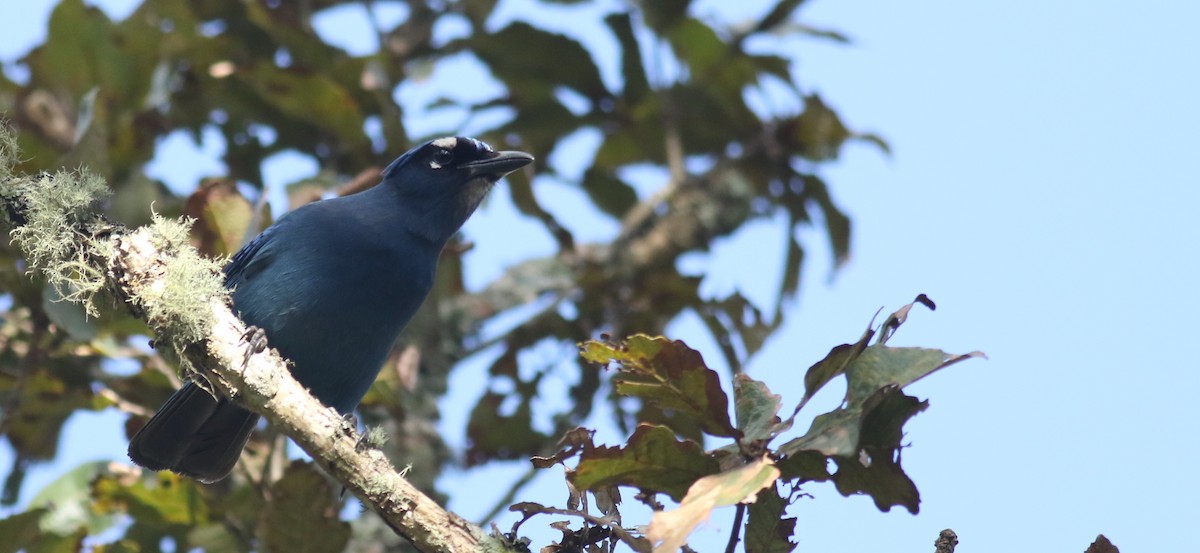 Steller's Jay (Middle American) - ML60913871