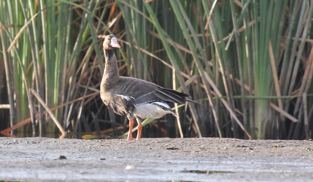 Greater White-fronted Goose - ML609138844