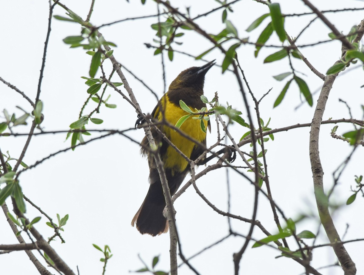 Brown-and-yellow Marshbird - ML609139045