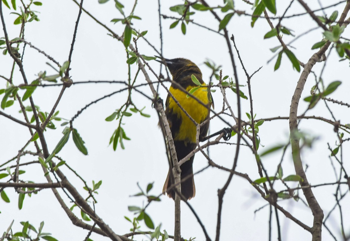 Brown-and-yellow Marshbird - ML609139046