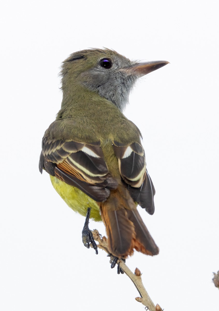 Great Crested Flycatcher - ML609139417