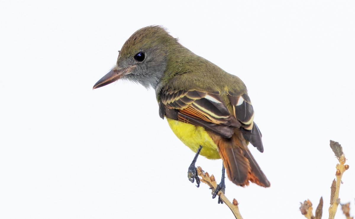 Great Crested Flycatcher - ML609139418