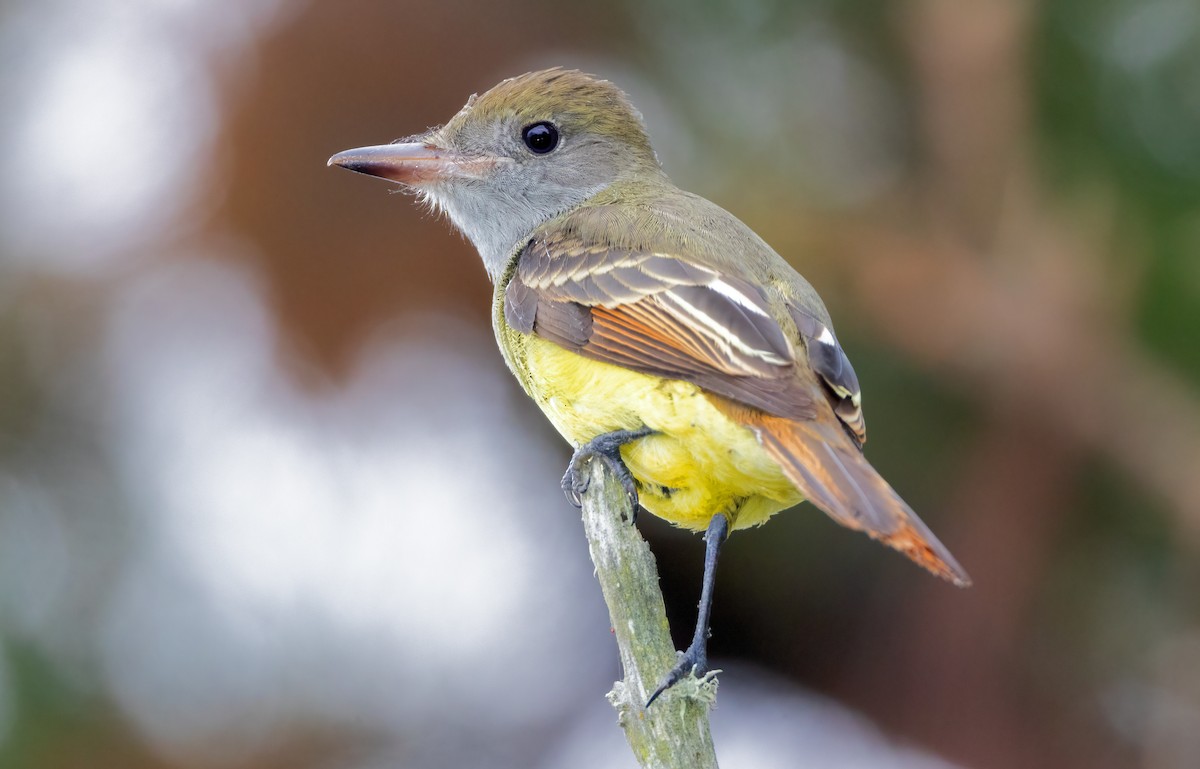 Great Crested Flycatcher - ML609139419