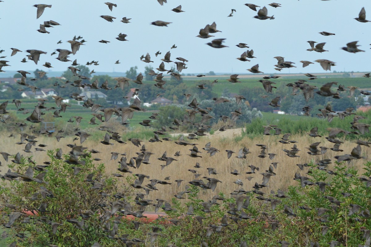 European Starling - ML609139553
