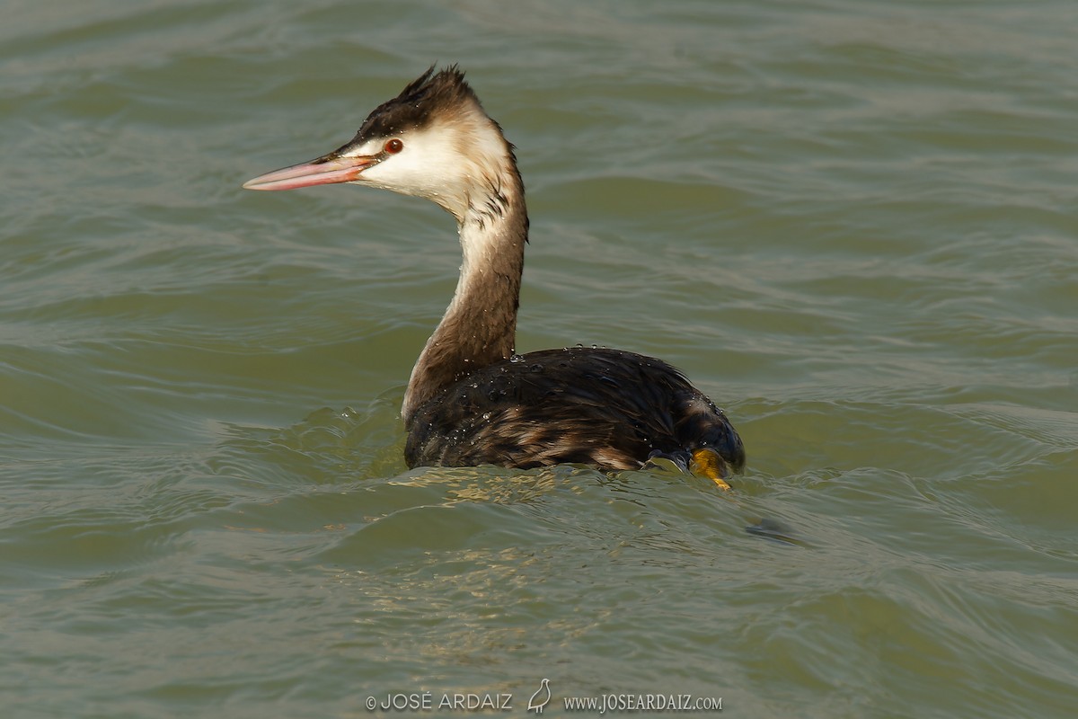 Great Crested Grebe - ML609139650