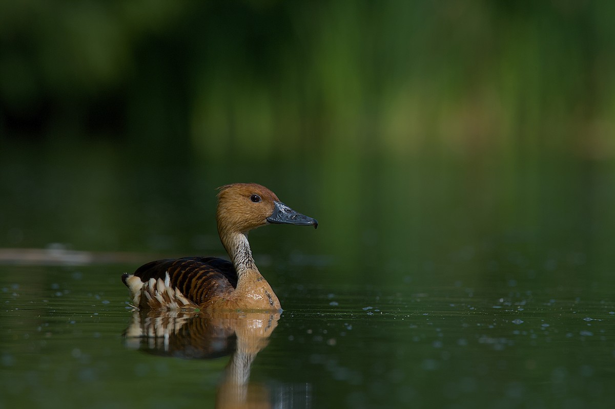 Fulvous Whistling-Duck - ML609139707